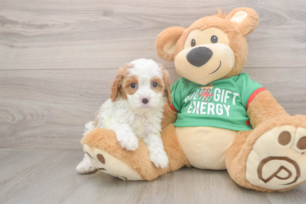 Cavapoo Puppy for Adoption