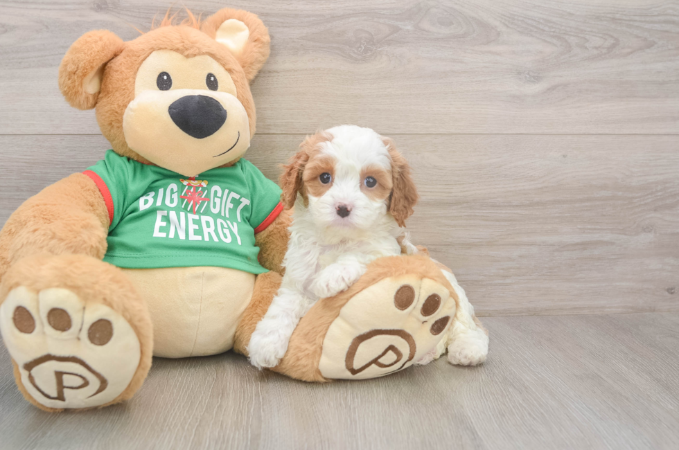 5 week old Cavapoo Puppy For Sale - Windy City Pups