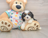 8 week old Cavapoo Puppy For Sale - Windy City Pups