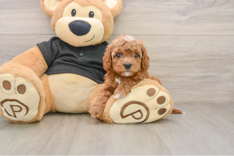 Fluffy Cavapoo Poodle Mix Pup