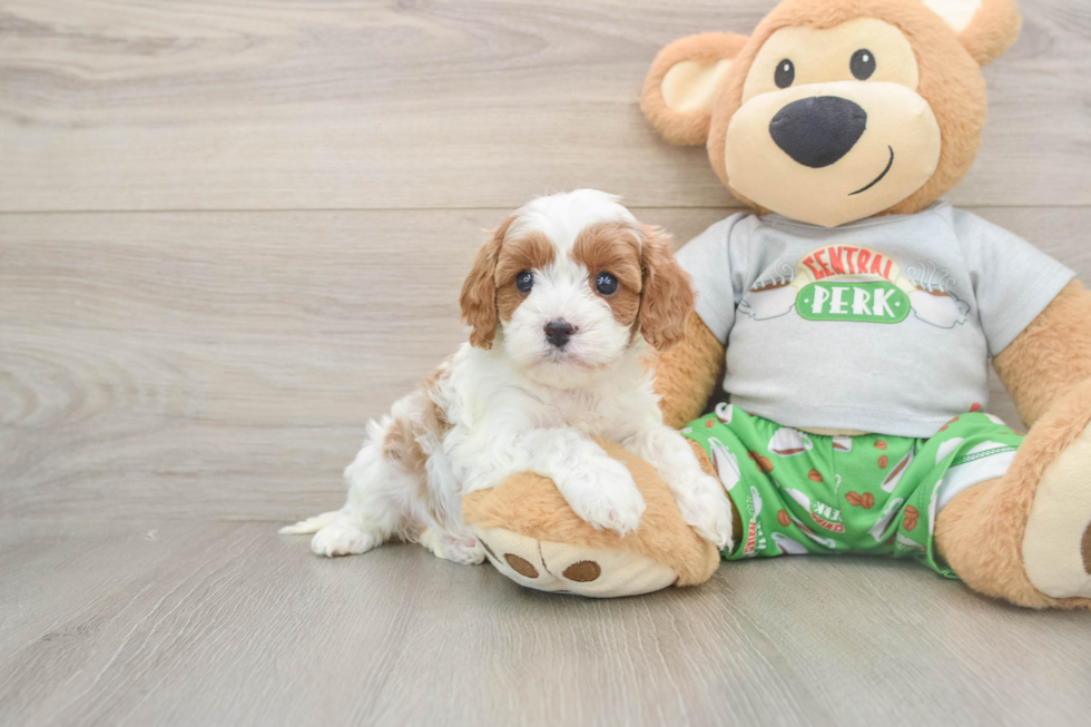 Petite Cavapoo Poodle Mix Pup