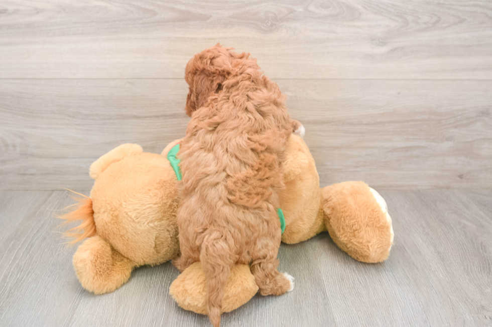 Energetic Cavoodle Poodle Mix Puppy