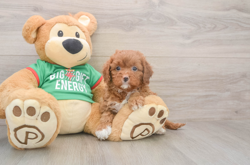 5 week old Cavapoo Puppy For Sale - Windy City Pups