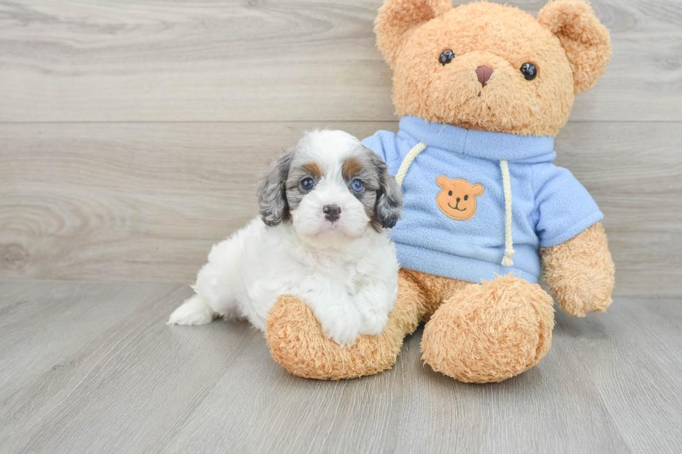 Energetic Cavoodle Poodle Mix Puppy