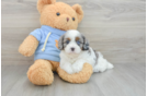 Energetic Cavoodle Poodle Mix Puppy