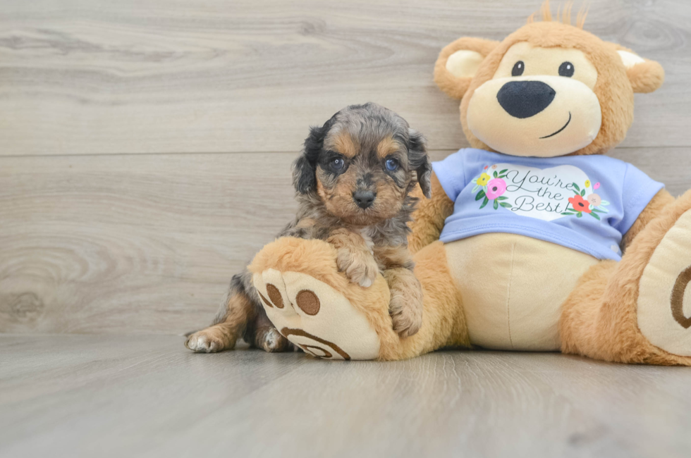 6 week old Cavapoo Puppy For Sale - Windy City Pups