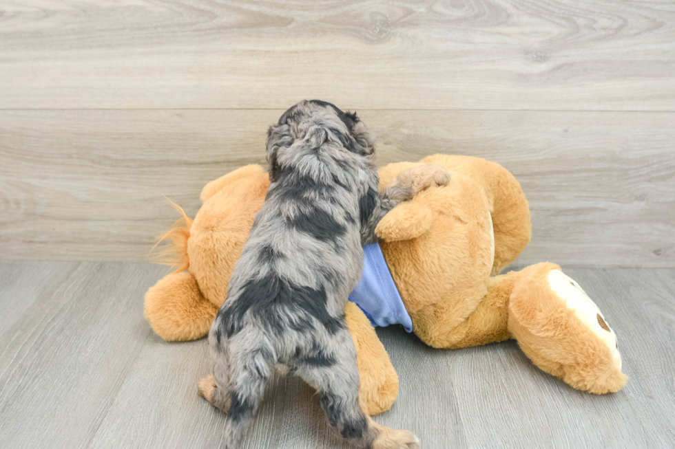 Adorable Cavalier King Charles Spaniel and Poodle Mix Poodle Mix Puppy