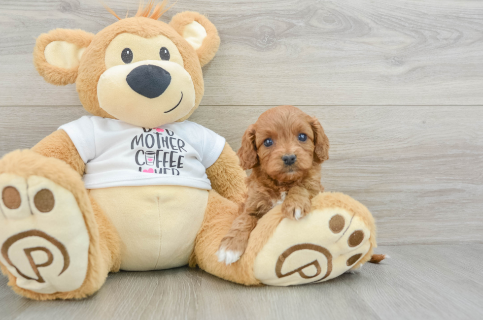 5 week old Cavapoo Puppy For Sale - Windy City Pups