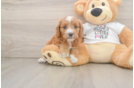 Best Cavapoo Baby