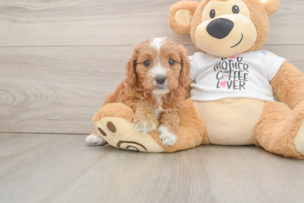 Best Cavapoo Baby