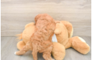 Playful Cavapoodle Poodle Mix Puppy