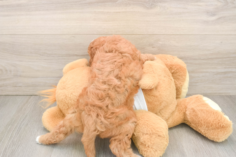 Playful Cavapoodle Poodle Mix Puppy
