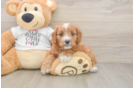 Cavapoo Puppy for Adoption
