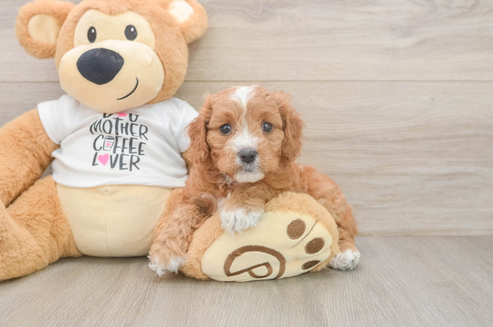 5 week old Cavapoo Puppy For Sale - Windy City Pups