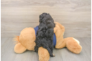 Cavapoo Pup Being Cute