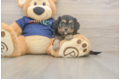 Best Cavapoo Baby