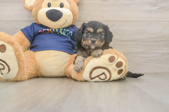 Best Cavapoo Baby
