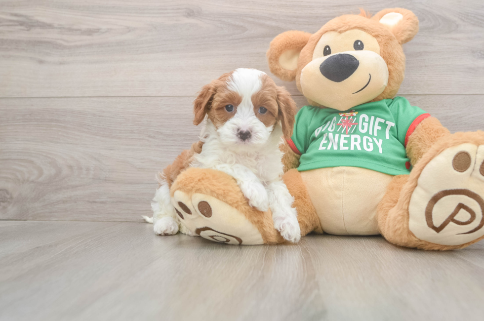 5 week old Cavapoo Puppy For Sale - Windy City Pups