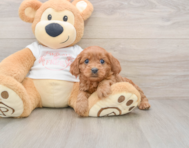 8 week old Cavapoo Puppy For Sale - Windy City Pups