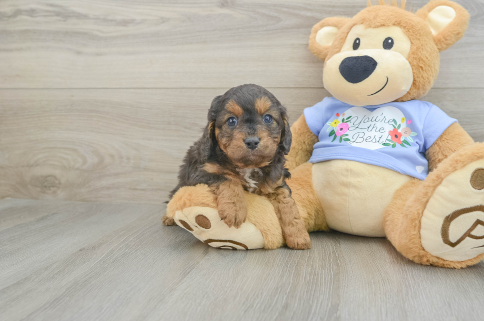 6 week old Cavapoo Puppy For Sale - Windy City Pups