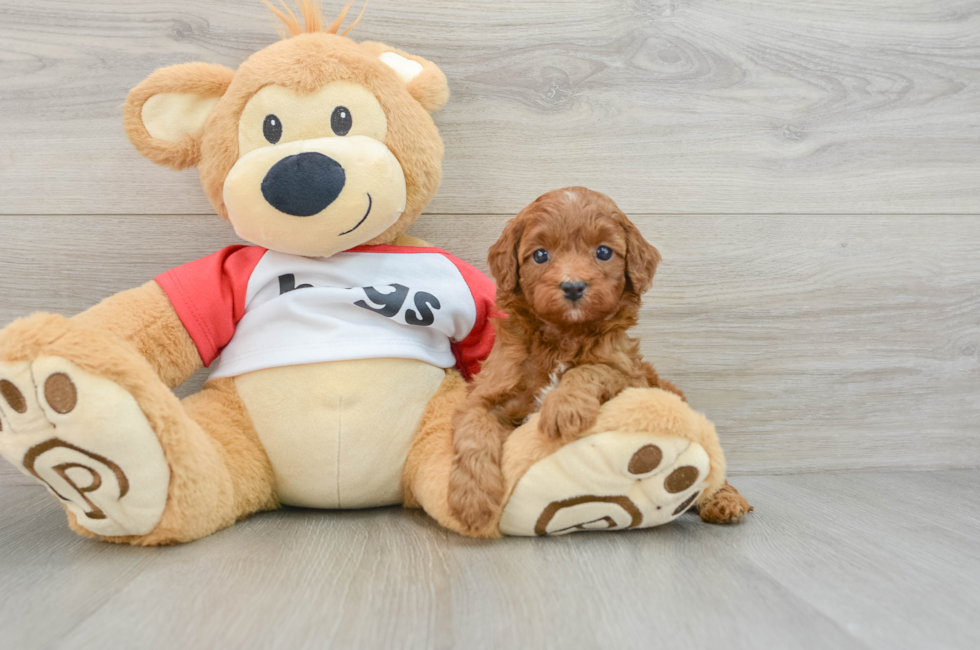 5 week old Cavapoo Puppy For Sale - Windy City Pups