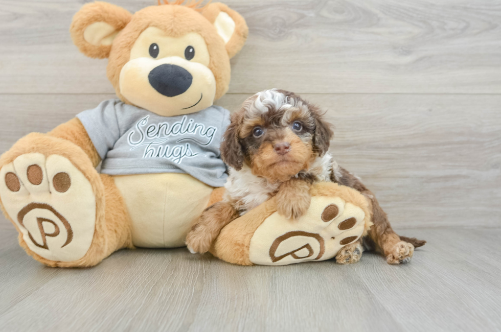 7 week old Cavapoo Puppy For Sale - Windy City Pups