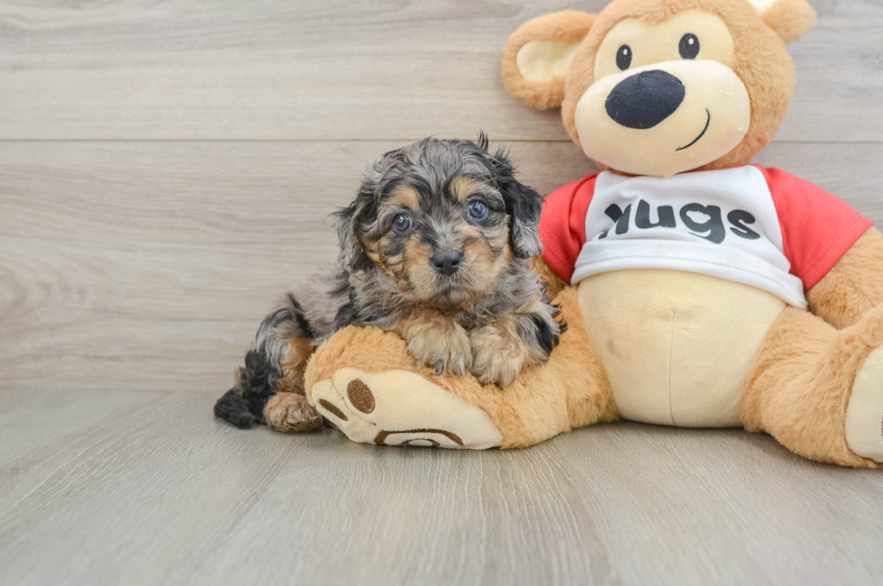 6 week old Cavapoo Puppy For Sale - Windy City Pups