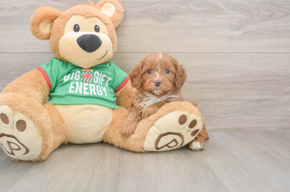 5 week old Cavapoo Puppy For Sale - Windy City Pups