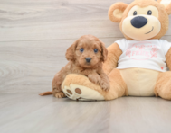 8 week old Cavapoo Puppy For Sale - Windy City Pups