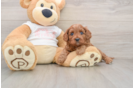 Cavapoo Puppy for Adoption
