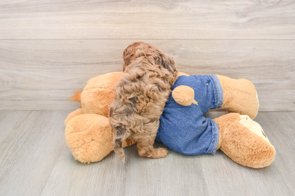 Cavapoo Puppy for Adoption