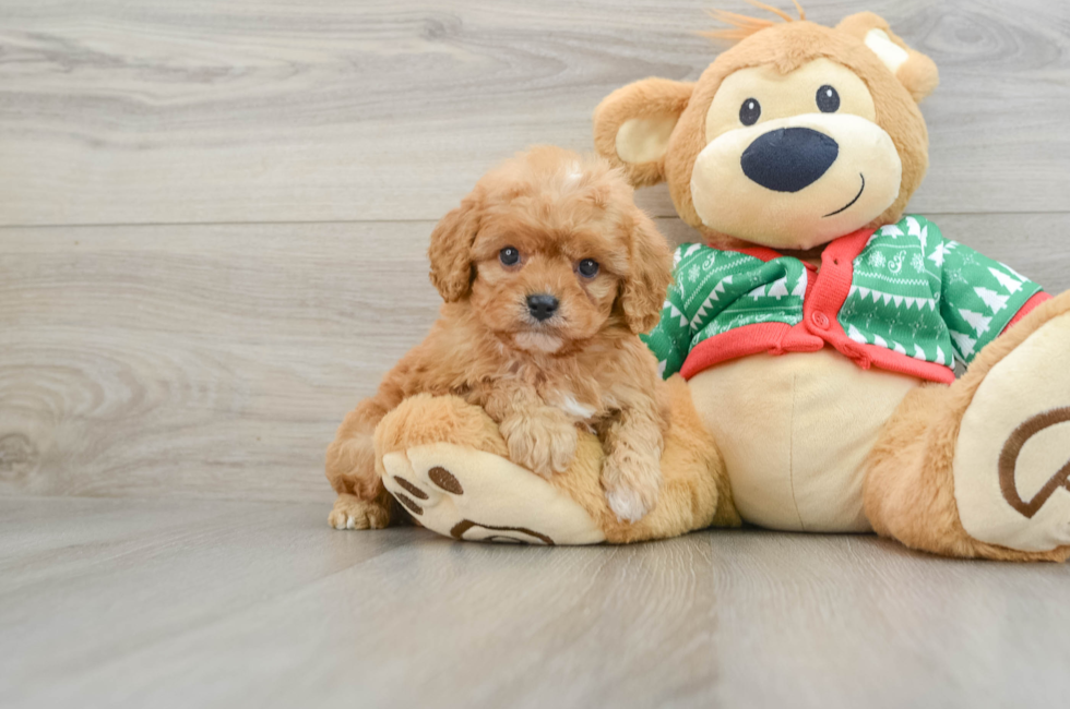 5 week old Cavapoo Puppy For Sale - Windy City Pups