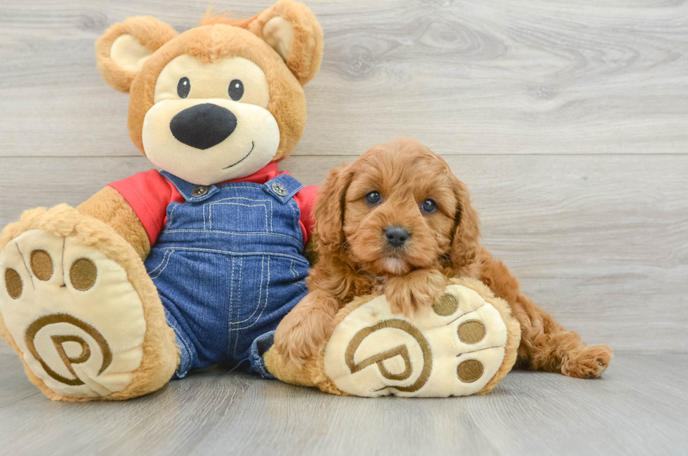 6 week old Cavapoo Puppy For Sale - Windy City Pups