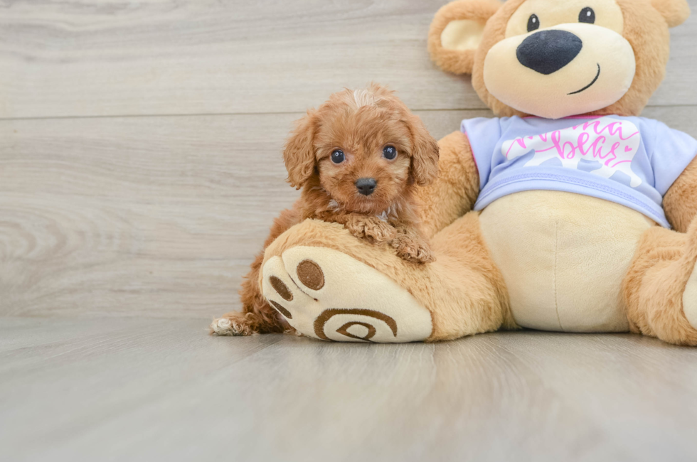 6 week old Cavapoo Puppy For Sale - Windy City Pups