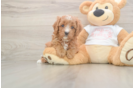 Cavapoo Puppy for Adoption