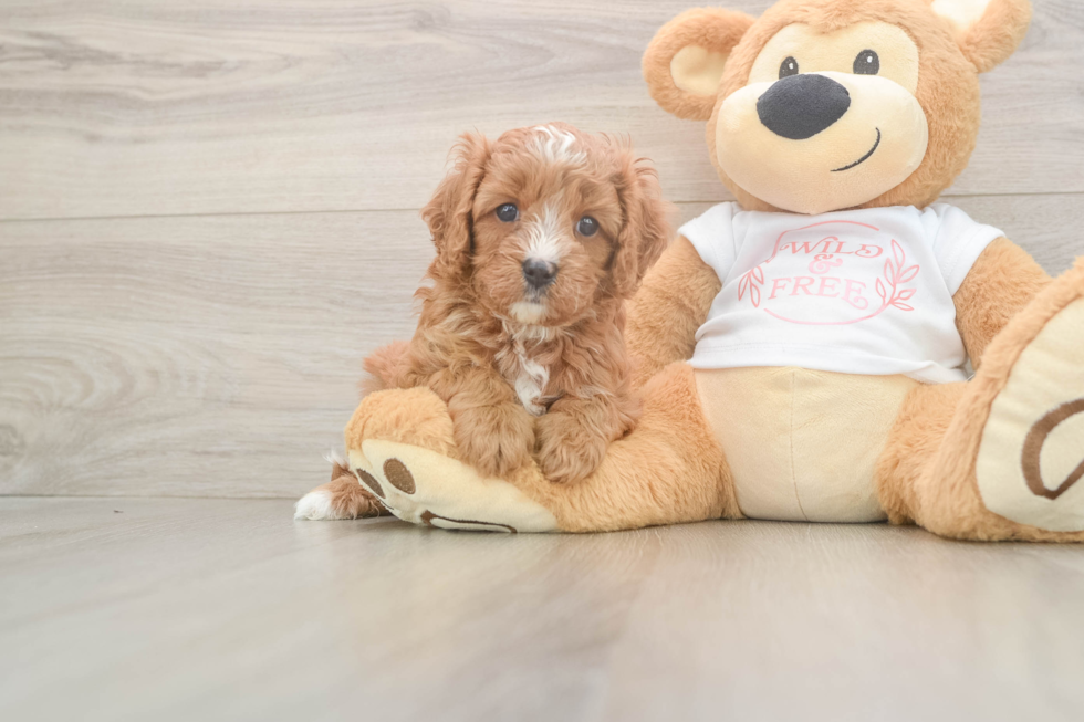 Cavapoo Puppy for Adoption