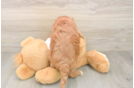 Energetic Cavoodle Poodle Mix Puppy