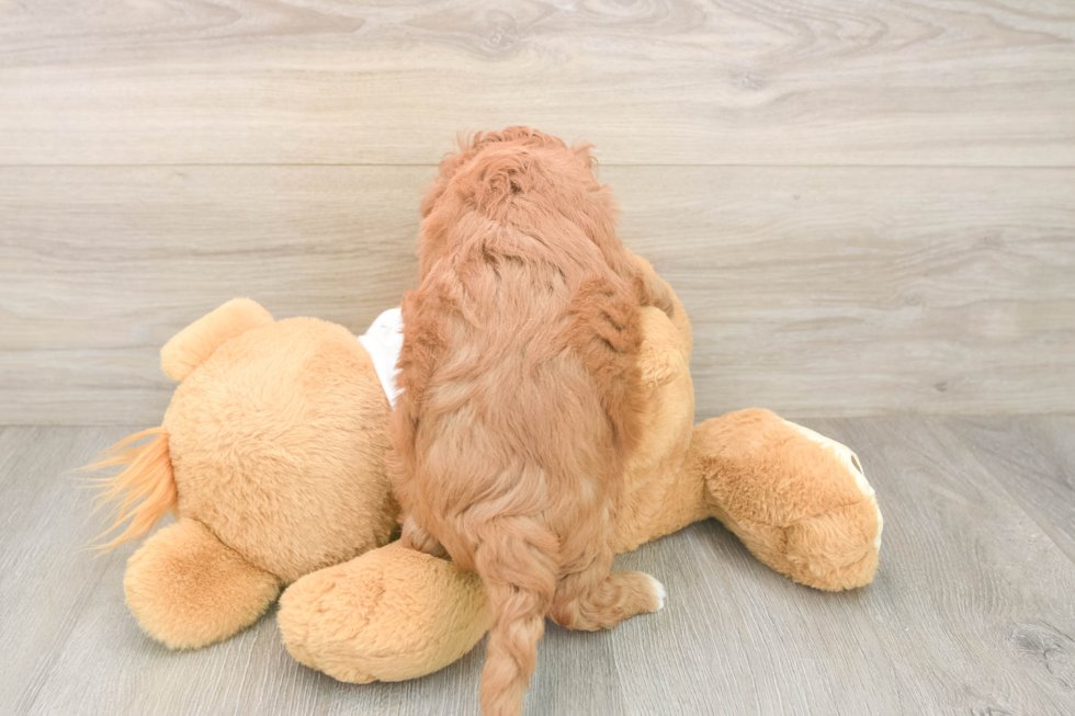 Energetic Cavoodle Poodle Mix Puppy