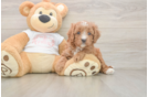 Cavapoo Pup Being Cute