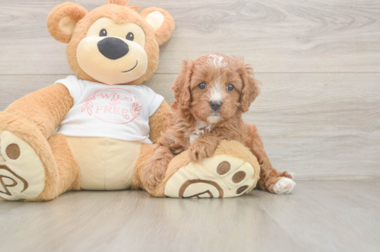 Cavapoo Pup Being Cute