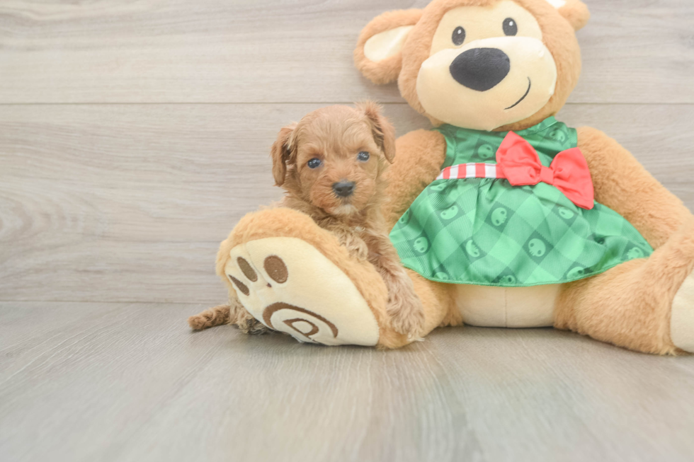 Best Cavapoo Baby