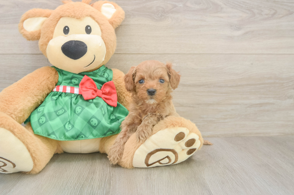 5 week old Cavapoo Puppy For Sale - Windy City Pups