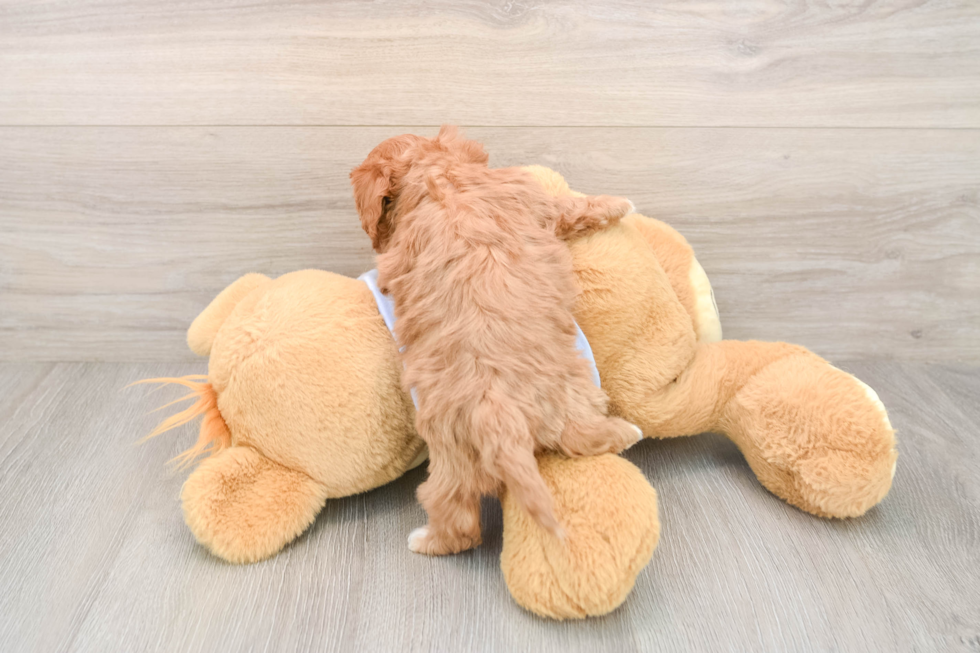 Cavapoo Pup Being Cute
