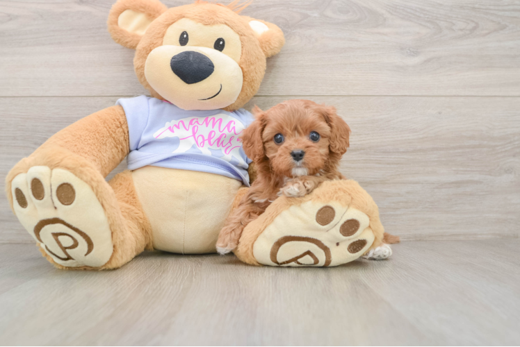 Best Cavapoo Baby