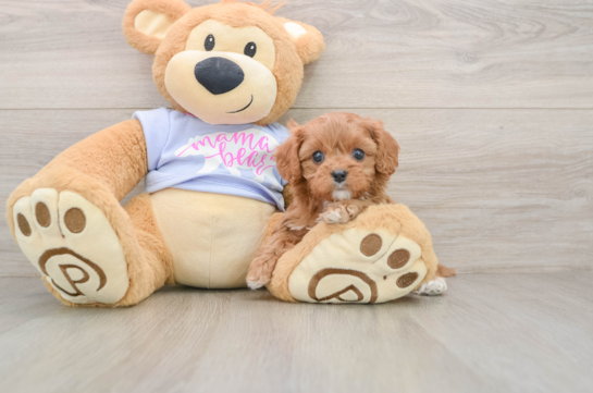 Best Cavapoo Baby