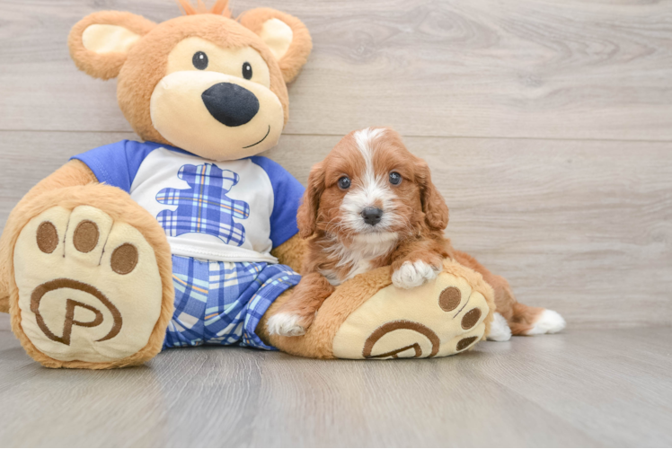 Cavapoo Puppy for Adoption
