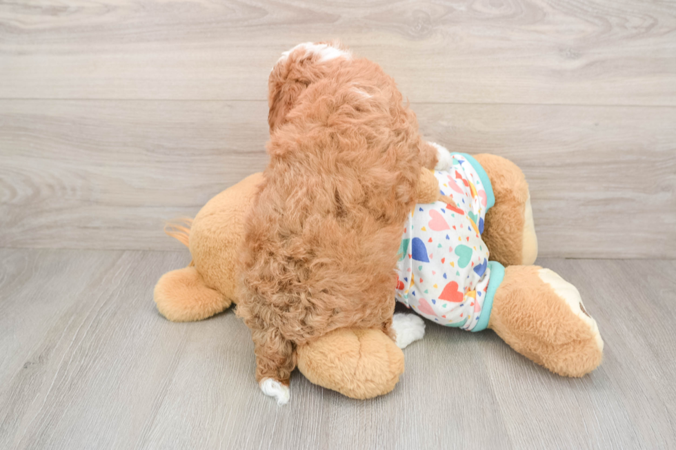 Cavapoo Pup Being Cute