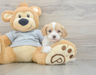 9 week old Cavapoo Puppy For Sale - Windy City Pups