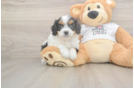 Cavapoo Puppy for Adoption