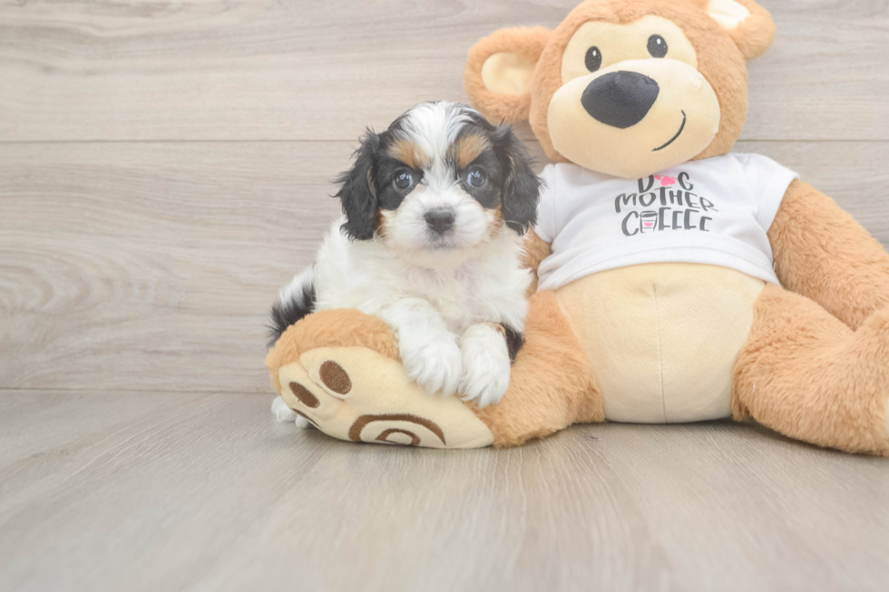 Cavapoo Puppy for Adoption